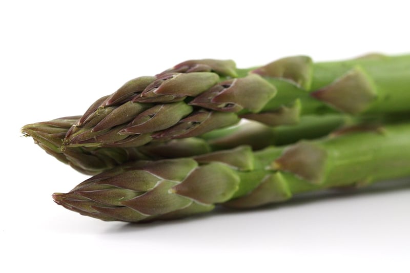 Plant-Based Protein